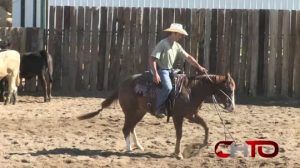 horse cutting training