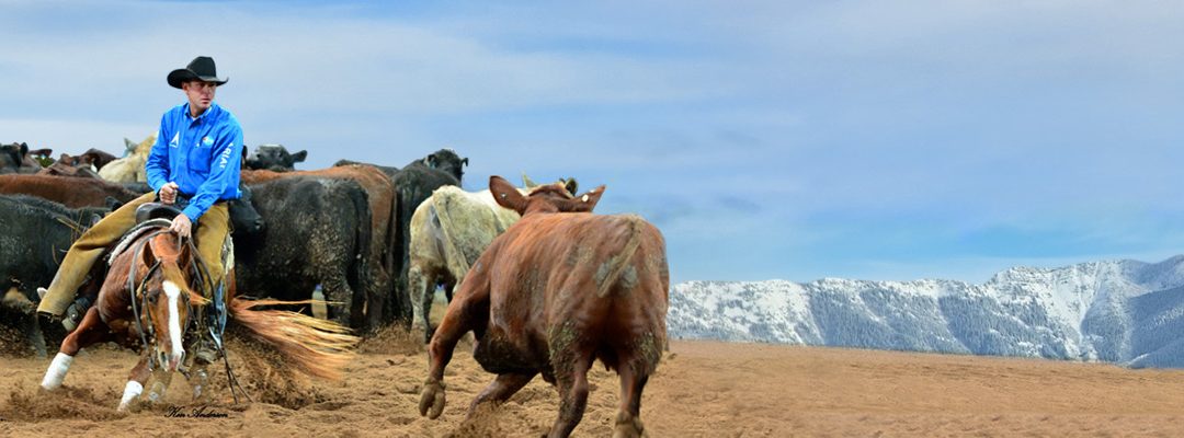 Cutting Horse Training online, picture of cutting horse trainer cutting a cow against an open sky background