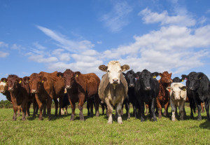 image of cow herd depicting 