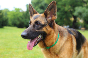 German Shepherd picture to illustrate that Cole Agency insures dogs 