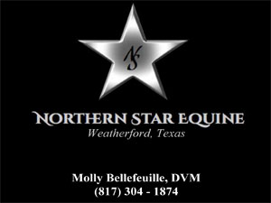 Molly-300x225 Northern Star Equine