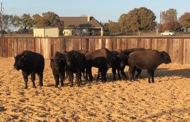 Buster Welch Talks About: Cattle Settling 