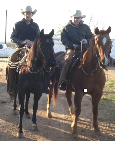 Buster Welch training a horse to cut cattle] - The Portal to Texas History