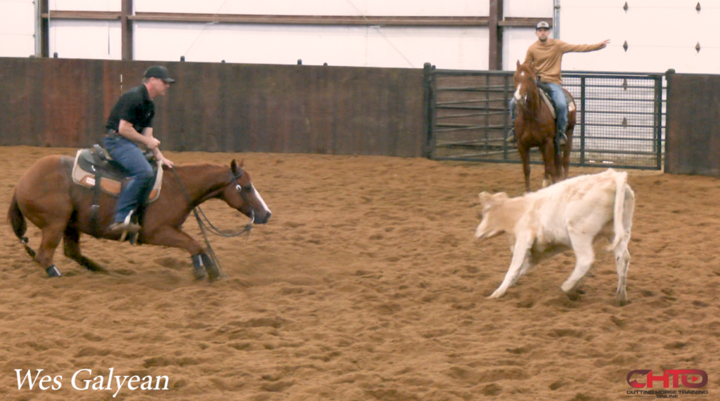 How To Get Your Show Horse Soft In The Body & Mind On A Cow - Cutting ...