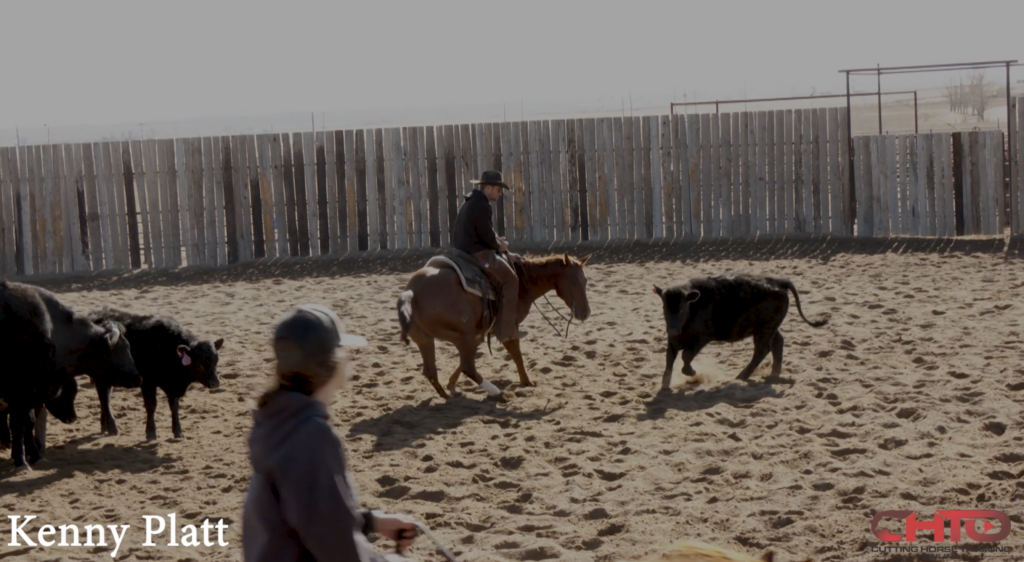 How To Work A Horse That Is Lazy, Moving His Shoulders Across The Cow ...